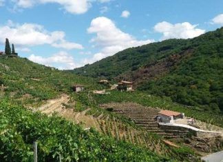 La viticultura heroica en la Ribeira Sacra