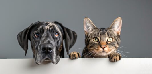 Lo que nadie te cuenta sobre el coste real de tener un animal en casa El precio de la lealtad es lo que nadie te cuenta sobre tener mascota. Foto: pixabay